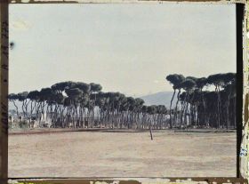 Image représentant Le bois des Pins