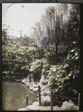 Image représentant Hibiya-koen (parc de Hibiya), glycines au bord de l'étang shinkei