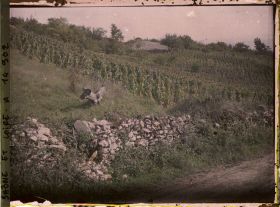 Image représentant Vignoble sur un terrain vallonné et muret en pierres sèches