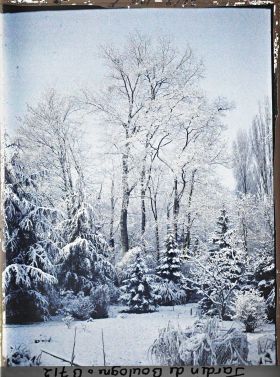 Image représentant Forêt bleue sous la neige