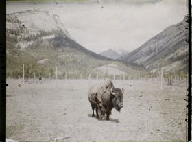 Image représentant Canada, Banff, Bison de trois quarts