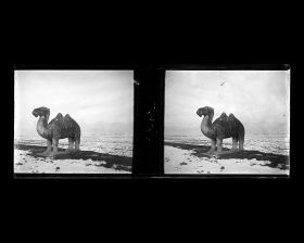 Image représentant Ming Shisanling (&quot;Treize Tombeaux des Ming&quot;). L&#039;un des deux chameaux debout de l&#039;allée des statues