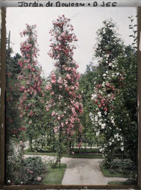 Image représentant Rosiers du verger-roseraie et fruitiers palissés, vus vers la dépendance, près du jardin japonais