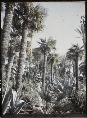 Image représentant Palmiers et agaves dans le jardin