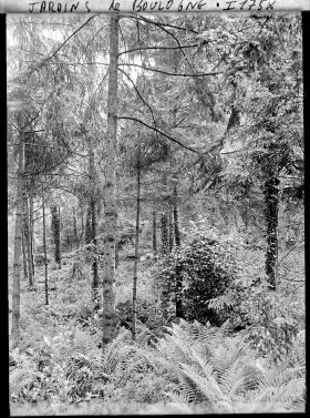 Image représentant La forêt vosgienne