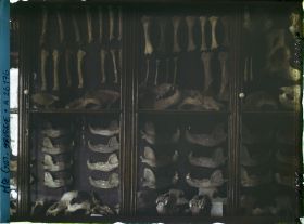 Image représentant France, Toulouse, Musée : Une vitrine du Musée : ossements trouvés dans les Grottes