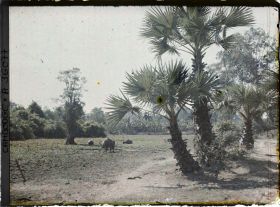 Image représentant Des buffles dans un marais