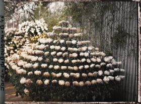 Image représentant Composition florale constituée de chrysanthèmes, dans une des serres adjacentes au jardin d'hiver