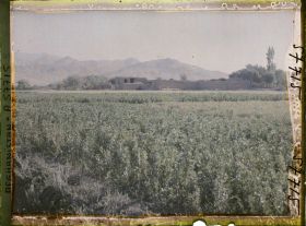 Image représentant Afghanistan, Meidan, Ferme et Culture