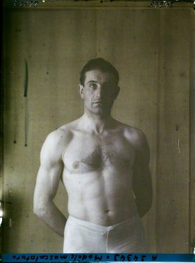 Image représentant Modèle musculature