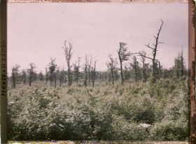 Image représentant France, Tranchées de Calonnes, Les Taillis des Sauls, 1ères lignes françaises