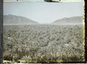 Image représentant La mer de palmes avec au fond le col de Zenaga