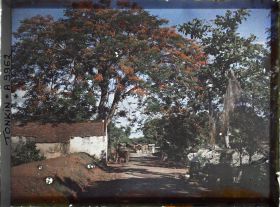 Image représentant Un flamboyant en fleurs dans un village sur la route du Grand Lac