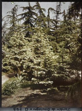 Image représentant La forêt dorée