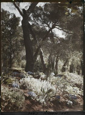 Image représentant Cap Martin Le Jardin