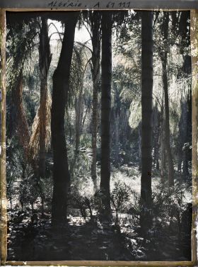 Image représentant Les cocotiers dans le jardin d'Essais