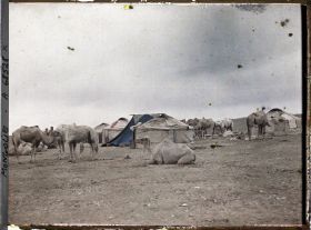 Image représentant Les chameaux d'une caravane