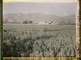 Image représentant Afghanistan, Meidan, Champs de fèves et de blé