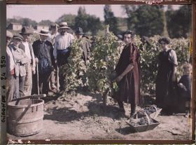 Image représentant Vendangeurs hommes et femmes au Château Pavie
