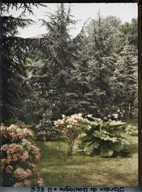 Image représentant Azalées près de la forêt bleue