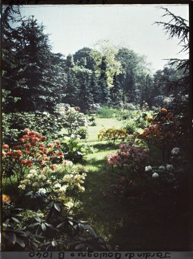 Image représentant Azalées dans la forêt bleue, à l'arrière-plan le marais