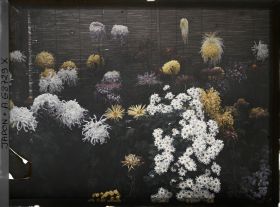 Image représentant Exposition de chrysanthèmes