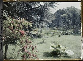 Image représentant Rosiers en fleurs et gunnera situés près d'un grand cèdre, au sud du marais vu en direction du nord