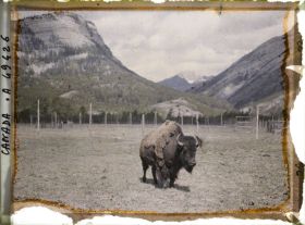 Image représentant Canada, Banff, Bison de trois quarts