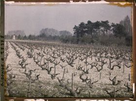 Image représentant France, Blanquefort, Cépage "Cavernet Sauvignon"