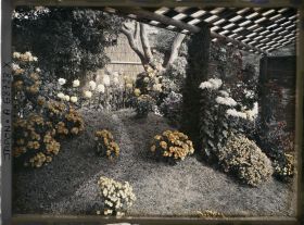 Image représentant Exposition de chrysanthèmes