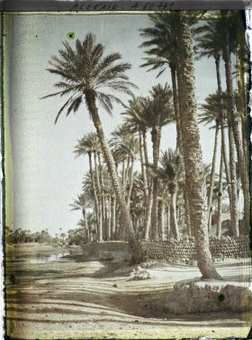 Image représentant La palmeraie vue des bords de l'oued Ouakda