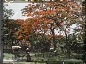 Image représentant Des flamboyants et un pousse-pousse, dans " l'avenue Général Bichot "
