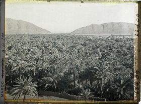 Image représentant La mer de palmes avec au fond, le col de Zenaga