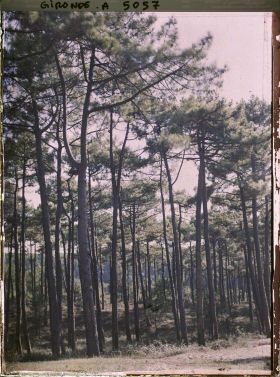 Image représentant Forêt de pins