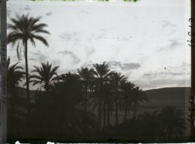 Image représentant Coucher de soleil sur la palmeraie