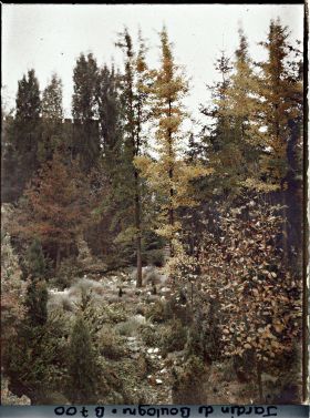 Image représentant Arbres du " jardin chinois " voilant une maison et espace couvert de pierres et de plantes diverses