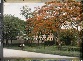 Image représentant Des flamboyants et un pousse-pousse, dans " l'avenue Général Bichot "