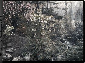 Image représentant Rocaille fleurie bordant le ruisseau du " village japonais " proche du jardin anglais