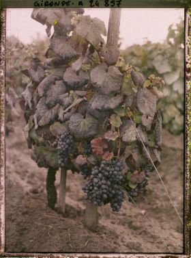 Image représentant Un cépage dit Merlot