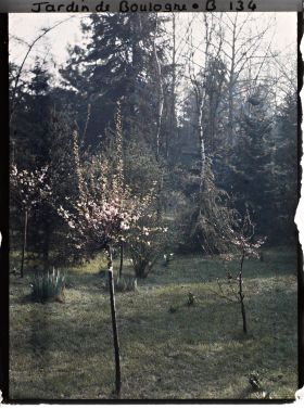 Image représentant Amandiers de Chine en fleurs dans la forêt dorée à proximité du marais