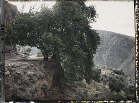 Image représentant Coude de la route du col d'Arakhova bordé de deux gros platanes sous la source Castalie