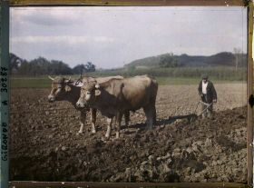 Image représentant France, Bœufs au labour