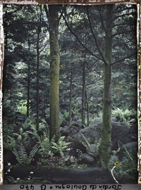 Image représentant Scène de sous-bois valloné dans la forêt vosgienne