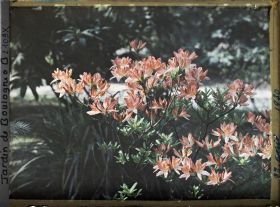 Image représentant azalées