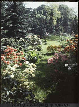 Image représentant Azalées dans la forêt bleue, à l'arrière-plan le marais