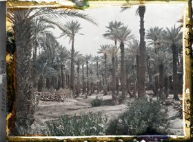 Image représentant Dans l'oasis