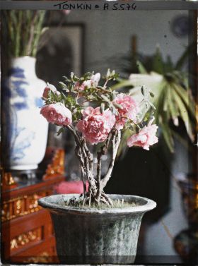 Image représentant Une pivoine de Chine fleurissant le pied de l'autel des ancêtres à l'époque de la fête du Têt