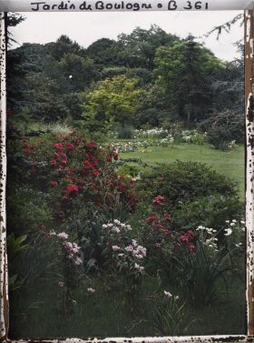Image représentant Rosier buissonnant et autres plantes formant un massif vu non loin du marais, en direction du nord