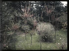 Image représentant Amandiers de Chine en fleurs à proximité du marais