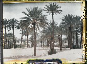 Image représentant Dans l'oasis